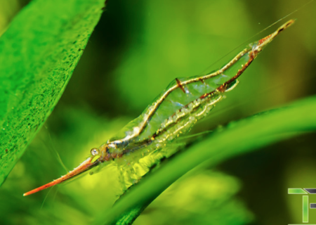 Caridina gracilirostris (Red Nosed Shrimp) Supply