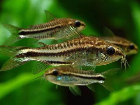 Corydoras pgymeas Supply