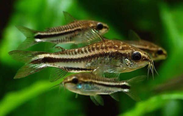 Corydoras pgymeas Supply