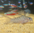 Corydoras armatus Supply