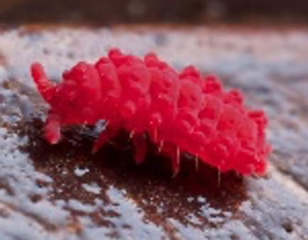 Red Springtails (Cup) Sale