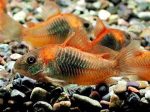 Corydoras aeneus sp. aff. VENEZUELA Hot on Sale