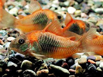 Corydoras aeneus sp. aff. VENEZUELA Hot on Sale