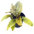 Cryptocoryne wendtii  Brown  (1 POT) Hot on Sale