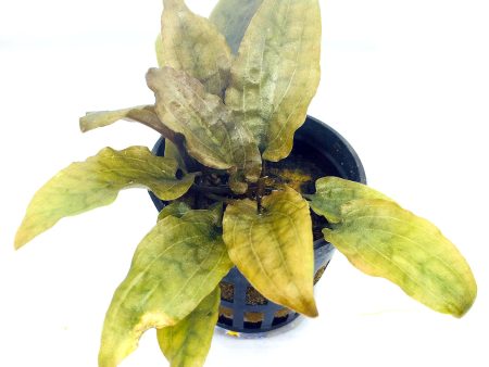 Cryptocoryne wendtii  Brown  (1 POT) Hot on Sale