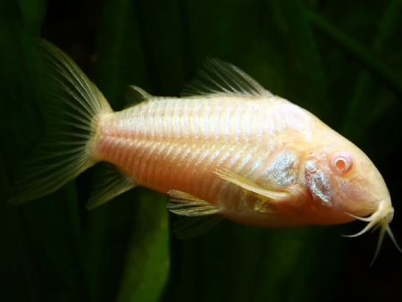 Corydoras (Albino Paleatus) Fashion