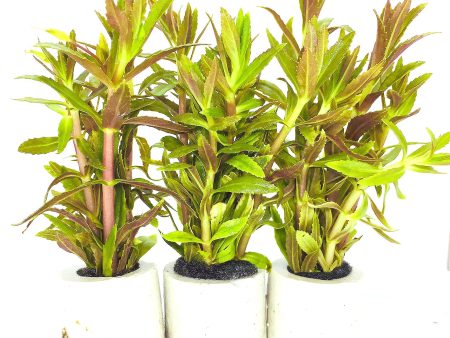 Limnophila aromatic (1 POT) Fashion