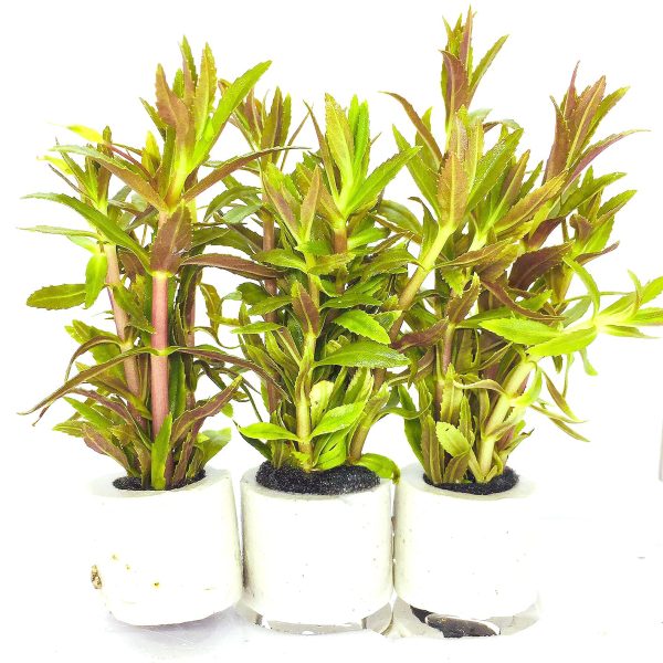 Limnophila aromatic (1 POT) Fashion