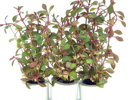 Ludwigia Super Red (1 POT) For Sale