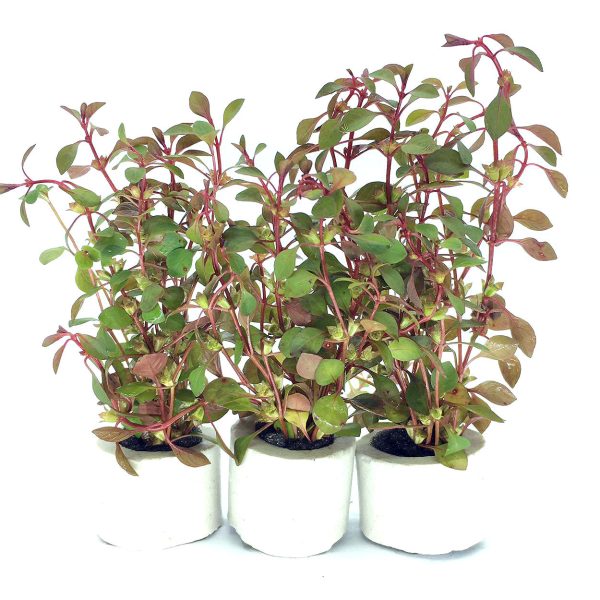 Ludwigia Super Red (1 POT) For Sale