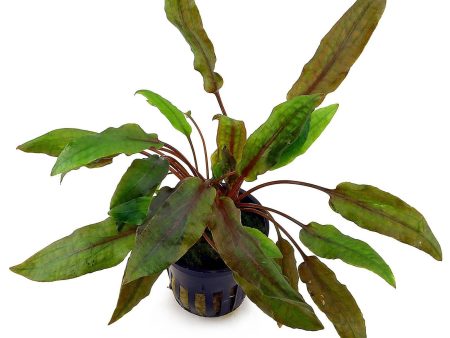 Cryptocoryne wendtii Mi Oya (1 POT   478) Hot on Sale