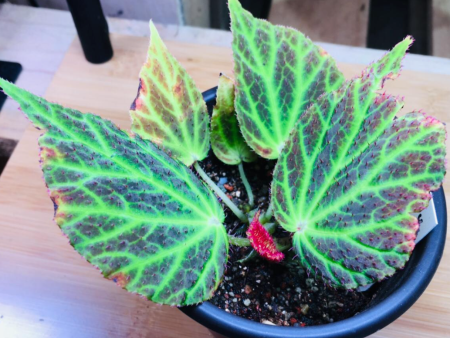 Begonia chloroneura For Sale