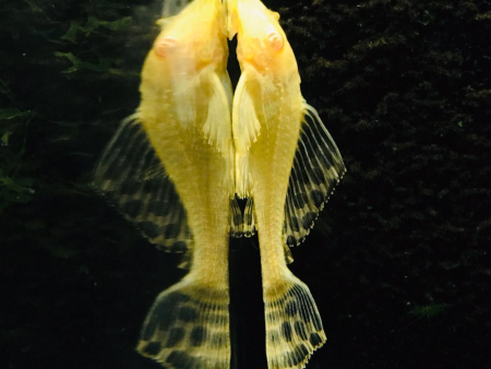 Albino Pleco (3 ) For Sale