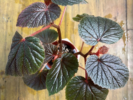 Begonia bachiensis For Sale