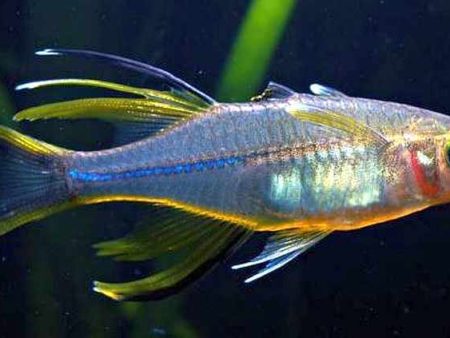 Marosatherina ladigesi (Celebes Rainbow) on Sale