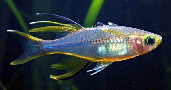 Marosatherina ladigesi (Celebes Rainbow) on Sale