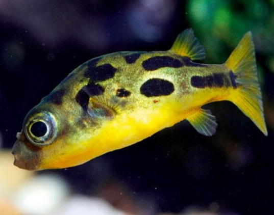 Indian Dwarf Puffer fish (Snail Control) Hot on Sale