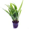 Java Fern sp Narrow (Pot   772) Fashion