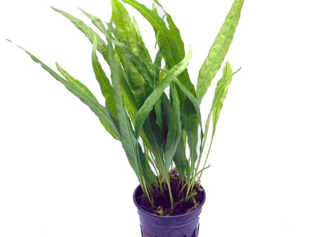 Java Fern sp Narrow (Pot   772) Fashion