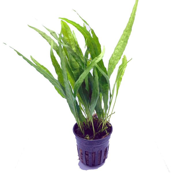 Java Fern sp Narrow (Pot   772) Fashion