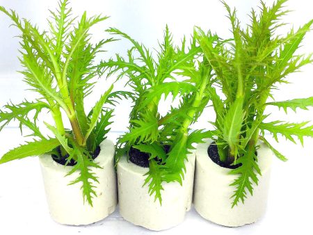 Hygrophila balsamica (1 POT) For Sale