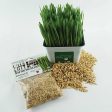 Cat Grass Seed Pack 3x by Three Farms Online