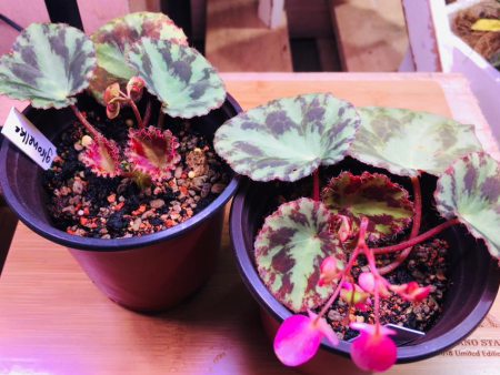 Begonia gironellae Sale