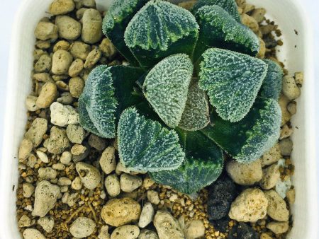 S&C Haworthia Spp (#055   7cm Pot) Online now