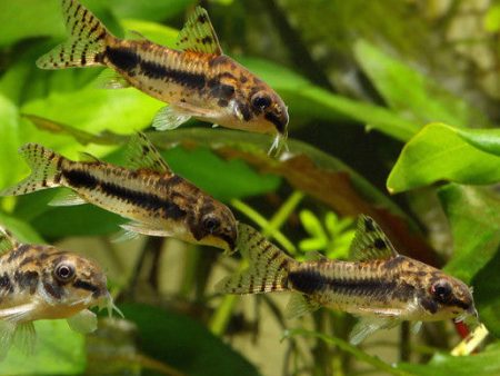 Corydoras habrosus Online now