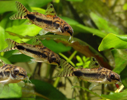 Corydoras habrosus Online now