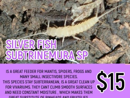 Silver Fish Subtrainemura Sp For Sale