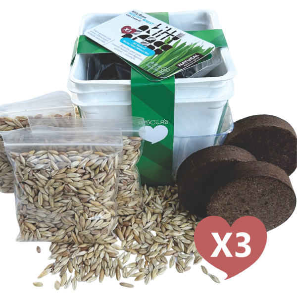 Grow Your Own Cat Grass Kits (3x) by Three Farms Hot on Sale