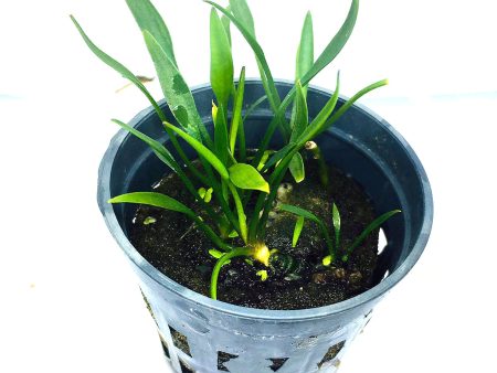 Cryptocoryne parva (1 POT   087) Online Sale