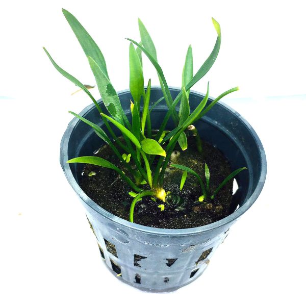 Cryptocoryne parva (1 POT   087) Online Sale