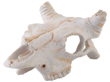 EXO-TERRA Buffalo Skull For Discount