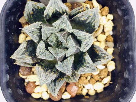 S&C Haworthia Spp (#151   7cm Pot) Cheap