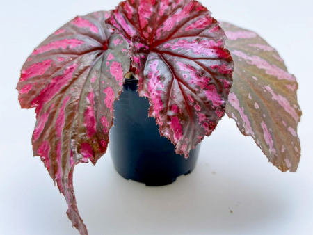 Begonia brevirimosa ssp. exotica (Papua New Guinea) on Sale