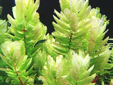 Rotala Tulunadensis (2 Stems   1 POT) For Sale