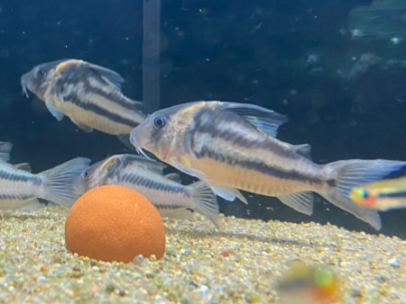 Corydoras bifaciatus Hot on Sale