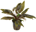 Cryptocoryne wendtii Tropica (1 POT   629) Discount