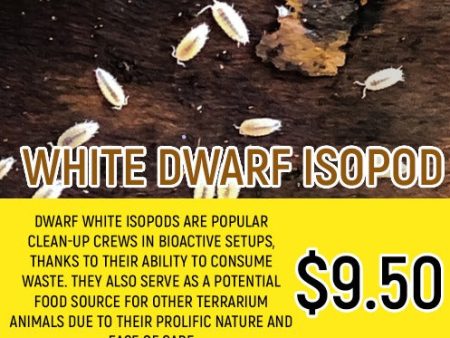 White Dwarf Isopod (10-20PC) For Sale