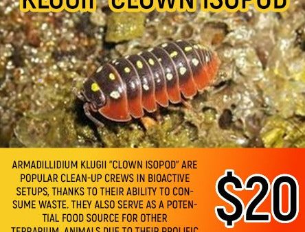 Armadillium klugii (Clown isopod   5-7PC) Hot on Sale