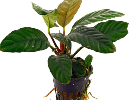 Anubias coffeefolia (1 POT) Supply