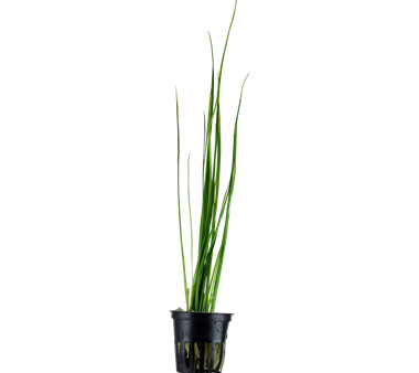 Valisneria nana (1 POT) Online Hot Sale