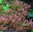 Rotala mexicana gioas (1 POT  3 Stems) Hot on Sale