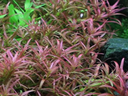 Rotala mexicana gioas (1 POT  3 Stems) Hot on Sale