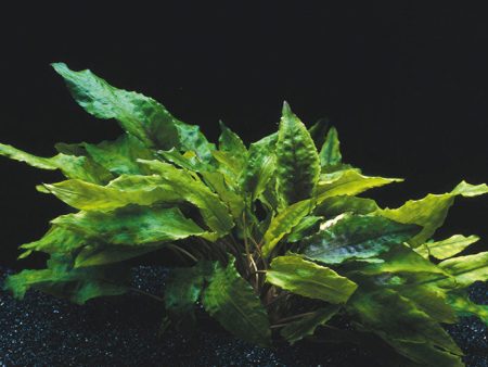 Cryptocoryne wendtii x Hybrid (1 POT   679) For Sale