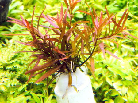 Ludwigia arcuata (1 POT) Hot on Sale