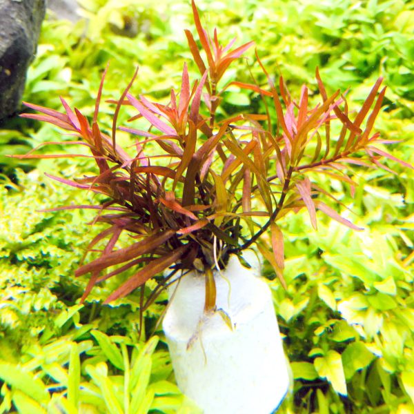 Ludwigia arcuata (1 POT) Hot on Sale