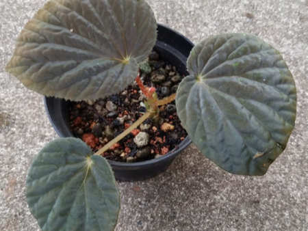 Begonia aff. holoscericoides (dark) Discount